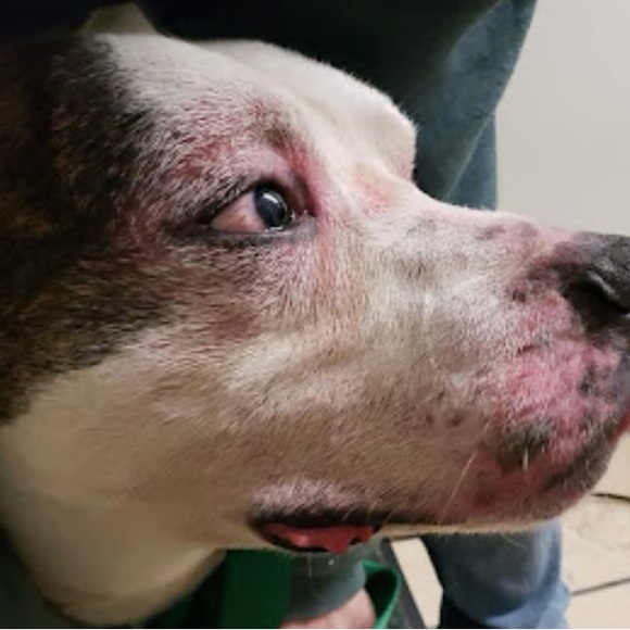 🥶 ❄️🧊BRING IN PETS INSIDE IN FRIGID TEMPS!! BESIDES, ITS THE LAW!!🙏🐕🐈‍⬛🐇🐈 - Picture 12 of 14